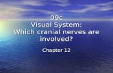 09c Visual  System: Which cranial nerves are involved? Chapter 12
