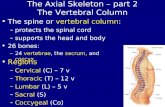The Axial Skeleton â€“ part 2 The Vertebral Column