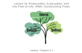 Lecture 16.  Prokaryotes, Eukaryotes, and the Tree of Life, rRNA, Constructing Trees.