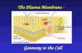 The Plasma Membrane  -