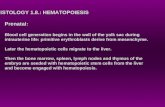 HISTOLOGY 1.8.: HEMATOPOIESIS Prenatal: