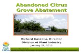 Abandoned Citrus Grove Abatement