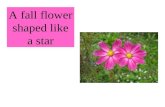 A fall flower shaped like a star