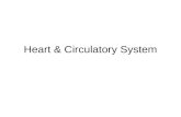 Heart & Circulatory System