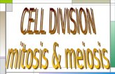 CELL DIVISION mitosis & meiosis