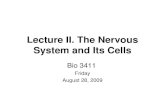 Lecture II. The Nervous System and Its Cells