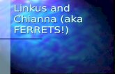Linkus and Chianna (aka FERRETS!)