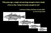 “ Fifty years ago, a single cod was large enough to feed a family