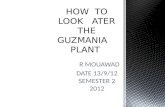 HOW  TO LOOK   ATER THE GUZMANIA    PLANT