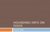 Hounding Info on Dogs