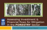 Assessing Investment & Financial flows for Mitigation in the  FORESTRY  Sector