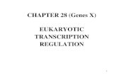 CHAPTER 28 (Genes X) EUKARYOTIC TRANSCRIPTION REGULATION
