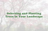Selecting and Planting Trees in Your Landscape