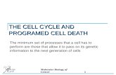 THE CELL CYCLE AND PROGRAMED CELL DEATH