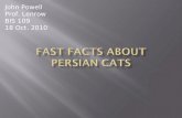Fast Facts About Persian Cats