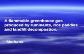 A flammable greenhouse gas produced by ruminants, rice paddies and landfill decompostion.