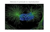 Meiosis-A prelude to reproduction