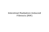 Intestinal Radiation-Induced Fibrosis (RIF)