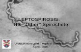 LEPTOSPIROSIS:   The “Other” Spirochete