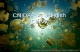 CNIDARIA: Jellyfish CLAN