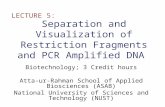 Separation and Visualization of Restriction Fragments and PCR Amplified DNA