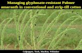 Managing glyphosate-resistant Palmer amaranth in conventional and strip-till cotton