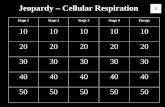 Jeopardy –  Cellular Respiration