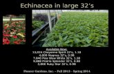 Echinacea in large 32’s