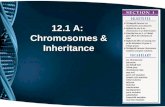 12.1 A:  Chromosomes & Inheritance