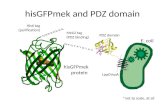 hisGFPmek and PDZ domain