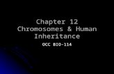 Chapter 12 Chromosomes & Human Inheritance
