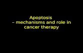 Apoptosis  – mechanisms and role in cancer therapy