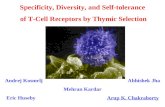 Specificity, Diversity, and Self-tolerance  of T-Cell Receptors by Thymic Selection