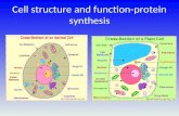 Cell structure and function-protein synthesis