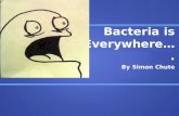 Bacteria is Everywhere….