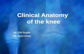 Clinical Anatomy  of the knee