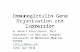 Immunoglobulin Gene Organization and Expression