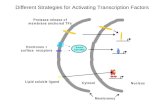 Different Strategies for Activating Transcription Factors