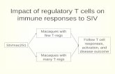 Impact of regulatory T cells on immune responses to SIV
