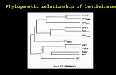 Phylogenetic relationship of lentiviruses