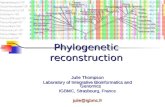 Phylogenetic reconstruction