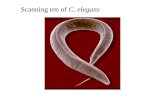 Scanning em of  C. elegans