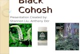 Black Cohosh