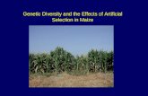 Genetic Diversity and the Effects of Artificial  Selection in Maize