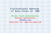 Two types of interactions stabilize the DNA double helix: base pairing and base stacking