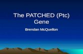 The PATCHED (Ptc) Gene