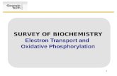 SURVEY OF BIOCHEMISTRY Electron Transport and  Oxidative Phosphorylation