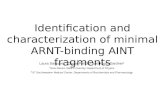 Identification and characterization of minimal ARNT-binding AINT fragments