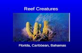 Reef Creatures