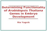 Determining Functionality of  Arabidopsis Thaliana  Genes in Embryo Development